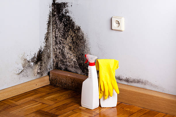 Trusted Brownfield, TX Mold Inspection, Removal & Remediation Experts